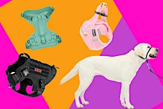 The 8 very best dog harnesses of 2024, per experts and testing on our pups