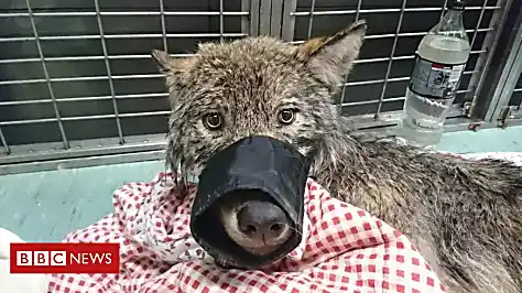 Men rescue 'dog' from ice, find wolf