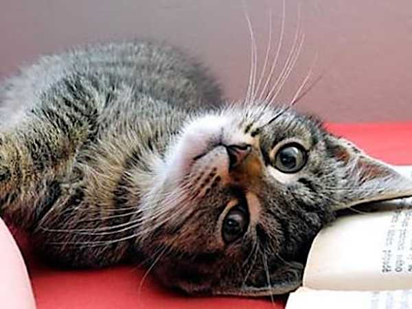 キャットフードに潜む落とし穴、獣医推薦フードを試すと