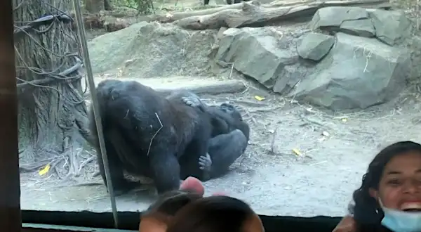 Vídeo: gorilas fazem sexo oral na frente do público em zoológico dos EUA