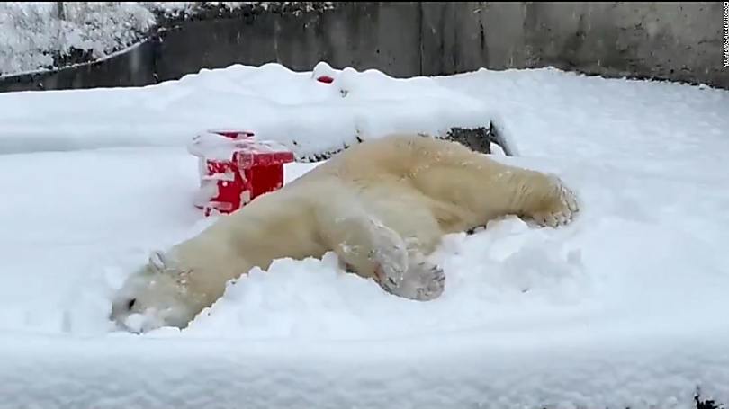 Stop everything and watch this polar bear play in the snow