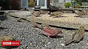 Pink sparrow swoops into garden