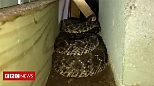 Forty-five snakes found under Texas house