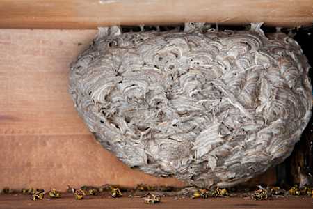 They Cut A Wasp Nest In Half And Saw A Stunning Scene Inside