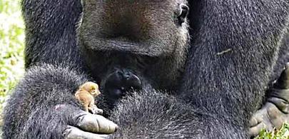 [Galerie] Un gorille évitait le personnel du zoo. Ils découvrent pourquoi en observant ses mains