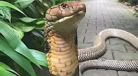 [Fotos] As 25 Serpentes Mais Assustadoras Já Encontradas no Planeta
