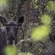 Οι επιστήμονες αναλύουν το μεγαλύτερο παράδοξο στο Τσερνόμπιλ: «Είναι πολύ καλύτερα από ό,τι πριν»