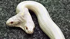 Albino Cobra Baffles Scientists With Incredible Ability