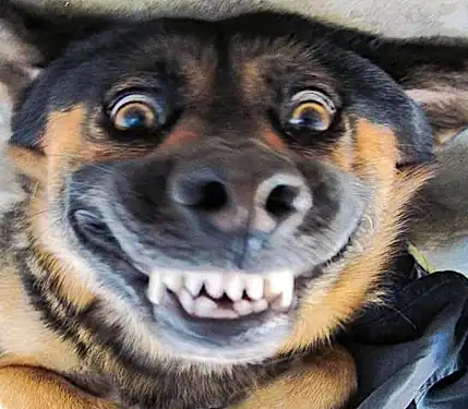 The Best Way To Stop A Barking Dog (It's Genius) The Best Way To Stop A Barking Dog (It's Genius)