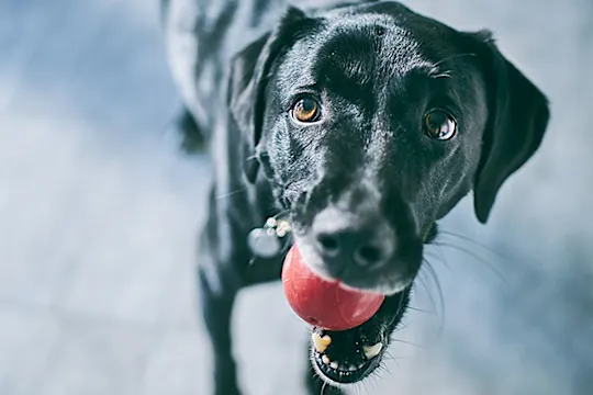 Vuoi far mantenere al tuo cane un peso perfetto? Vuoi far mantenere al tuo cane un peso perfetto?