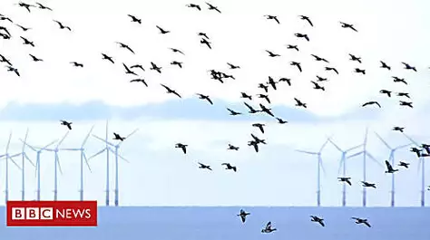 Is Putin right about wind turbines and birds?
