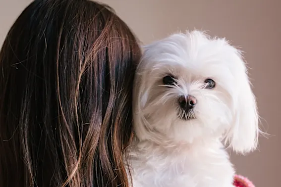 Video - È questo il cane più intelligente del mondo? Salva la padronza da un'emergenza