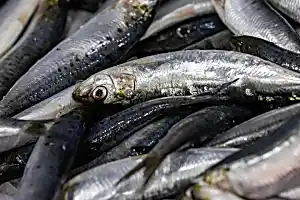 Σχεδόν τα μισά ψάρια που πωλούνται στη Γαλλία «δεν προέρχονται από βιώσιμες πηγές»