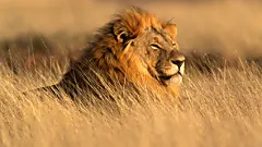 The Cost Of A Luxury African Safari Might Surprise You | Sponsored Results |