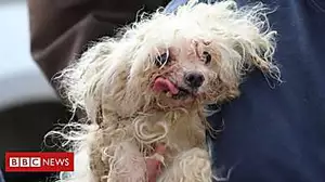 Almost 200 dogs rescued from US puppy farm