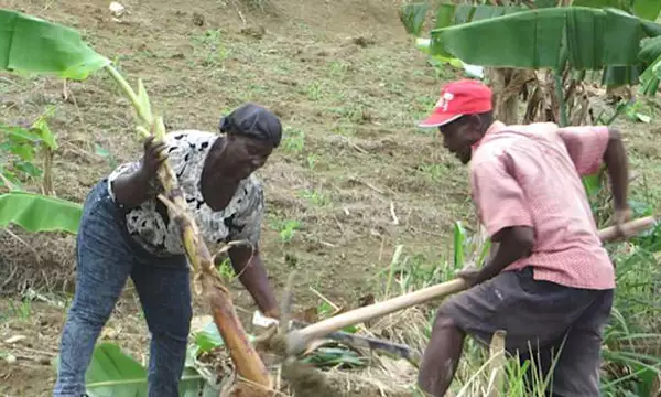 With Arrival of Hurricane Season, Haitian Farmers Are More Prepared