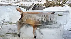 [Pics] These Animals Were Found Perfectly Trapped In Ice