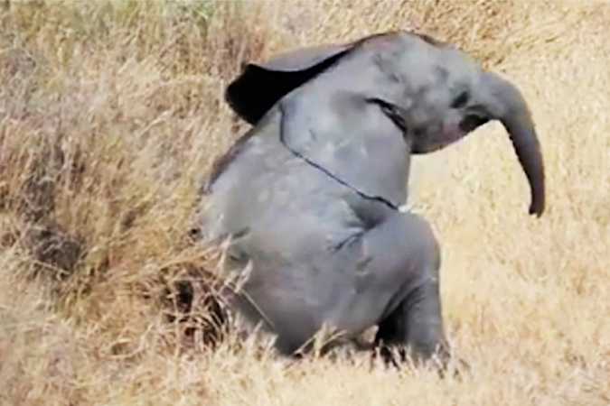 [Pics] Baby Elephant Cast Aside By His Herd, Decided To Spend His Last Days Alongside This Creature