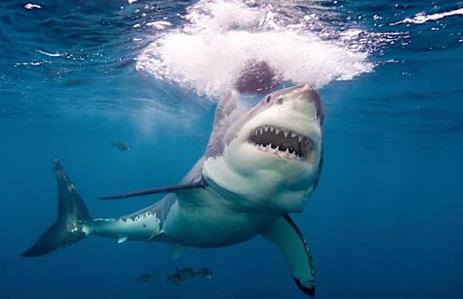 In South Africa, Great White Sharks Are Being Hunted by an Even Bigger, Scarier Predator