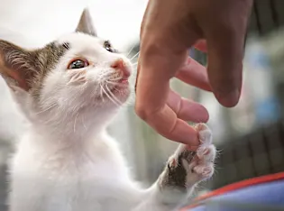 Ο φωτογράφος βγάζει φωτογραφίες εργαστηρίων ζώων που βγαίνουν έξω για πρώτη φορά