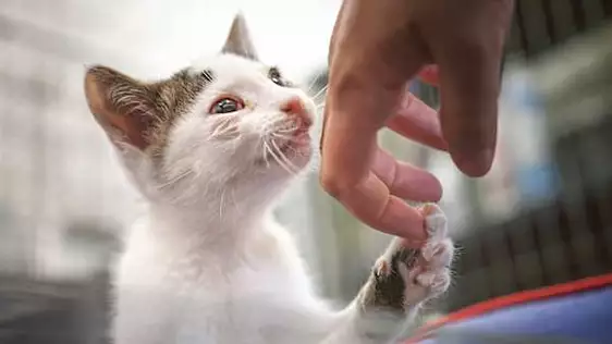 Photographer Takes Photos of Lab Animals Going Outside for the First Time Photographer Takes Photos of Lab Animals Going Outside for the First Time