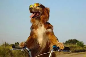 Bike-Riding Dog Becomes Overnight Internet Sensation