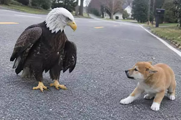 Eagle Tries to Steal Puppy from Yard – Watch What the Neighbors Did