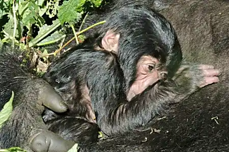 Baby mountain gorilla born in DR Congo's Virunga National Park