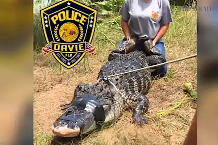 Human arm found inside Florida alligator