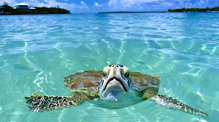 Caribbean Travel Deals