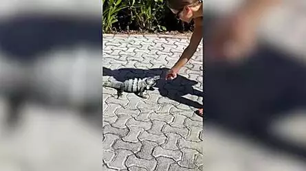 Mira el momento en que una mujer es atacada por una iguana en México