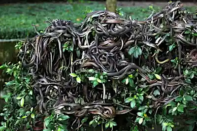 7 Most Dangerous Places in the World: From Hell's Door To Snake Island