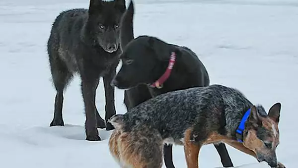 [Galleria] Il lupo vaga nel parco dei cani, poi tutti i cani lo hanno fatto