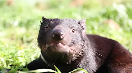 Demonio de Tasmania regresa a Australia tras miles de años