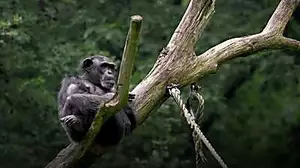 Πώς οι χιμπαντζήδες αποκαλύπτουν τις ρίζες της ανθρώπινης συμπεριφοράς
