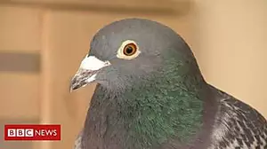 PM: I am happy to sponsor a pigeon
