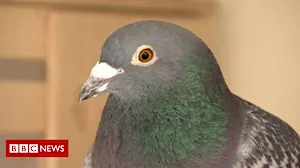 PM: I am happy to sponsor a pigeon