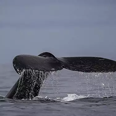 Οι επιστήμονες διασκορπίζουν το μυστήριο για το πώς οι φάλαινες baleen τραγουδούν κάτω από το νερό