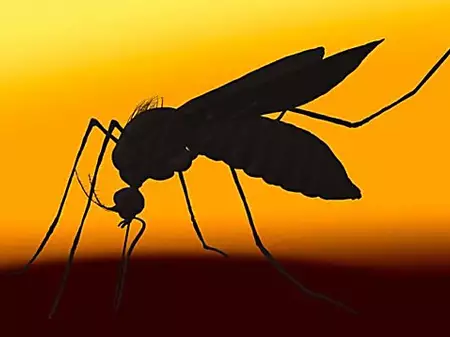 Pas d'odeur, pas de substances nocives: voici le nouveau tueur pour les moustiques
