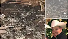 Surpresa! Homem encontra 30 cobras venenosas em galpão