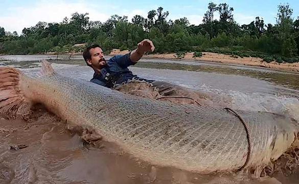 Texas trophy: Man hooks 300-pound alligator gar outside Houston