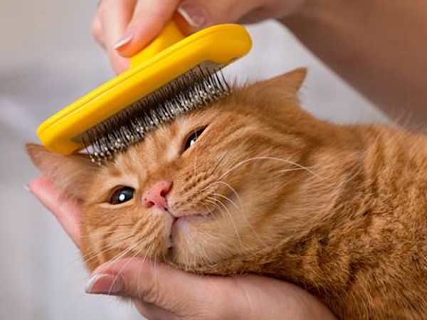 通販だけなのに話題沸騰！獣医推薦キャットフードが凄い