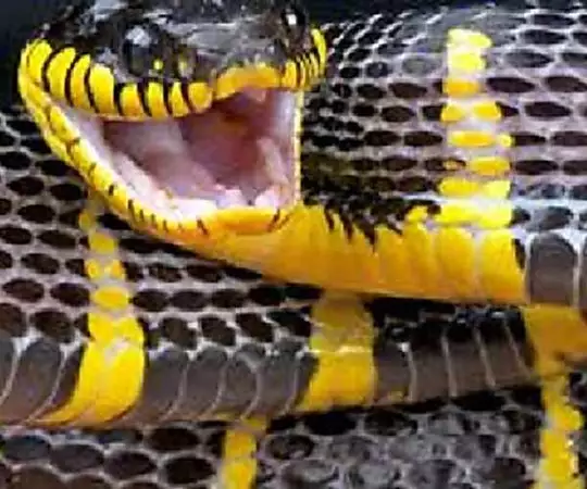 Is The Most Deadly Snake Known To Man From Khyber Pakhtunkhwa