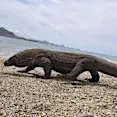 Indonesia's Komodo Island to close for a year