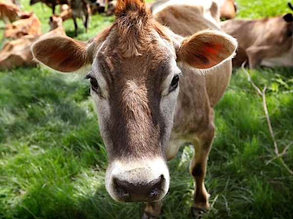 「オーガニック」表記巡り揺れる米の酪農　小規模農家は「真のオーガニック」で対抗