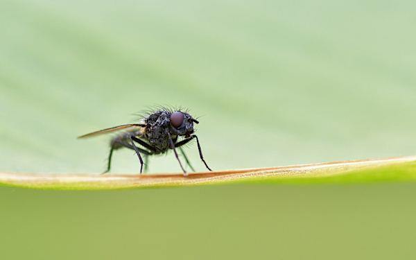 La mosca negra o mosca 'chupasangre' se expande por España