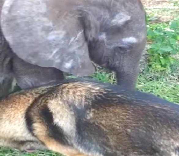 [Pics] This Baby Elephant Decided To Spend His Last days Alongside This Creature