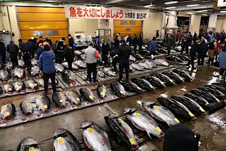 Last orders as Tokyo's Tsukiji market relocates