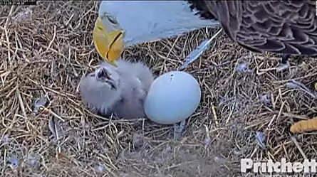 Expectativas por nacimiento de águilas calvas | Video