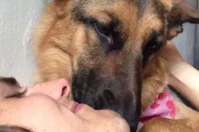 Não são beijos - Se seu cão lambe você, veja o que isso significa Não são beijos - Se seu cão lambe você, veja o que isso significa
